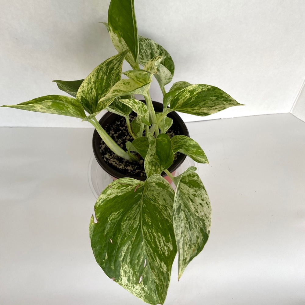 Snow queen pothos 🌿💚